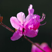 blossom