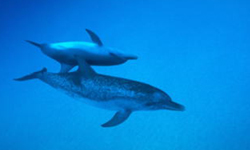 dolphin