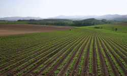 field